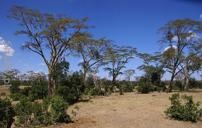 Park Ol Pejeta Conservancy w Kenii