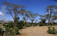 Park Ol Pejeta Conservancy w Kenii