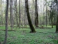 Rezerwat ścisły w Puszczy Białowieskiej

autor: Nemo5576